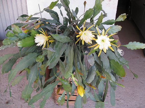 crenata orchid cactus